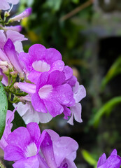 purple flowers in the garden