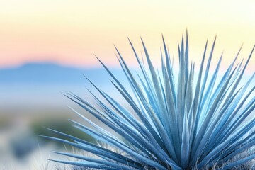 Obraz premium Agave plant at sunrise, showcasing its sharp leaves against a soft, pastel sky.