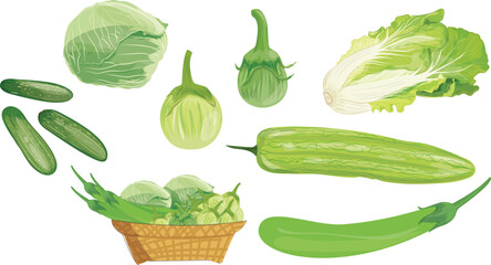Illustration of various vegetables: eggplant, cabbage, lettuce, cucumber, bitter melon.vector
