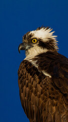 An intense Osprey against a blue sky looking to the left. 