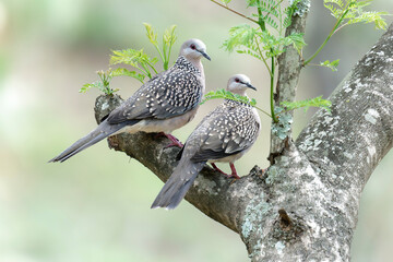 pigeon on the branch
