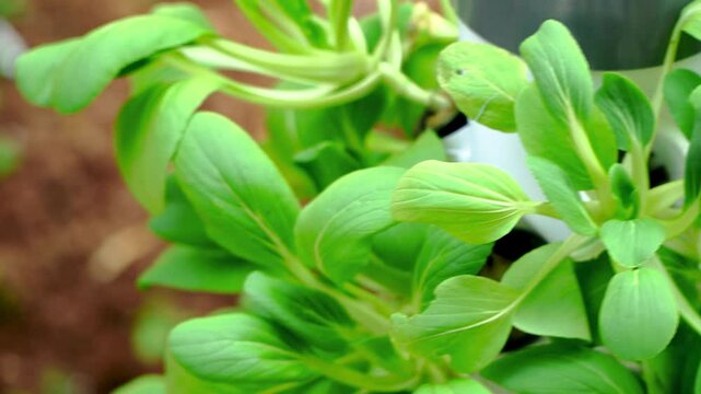 Fresh pak choy vegetables in hydroponic tower growing media