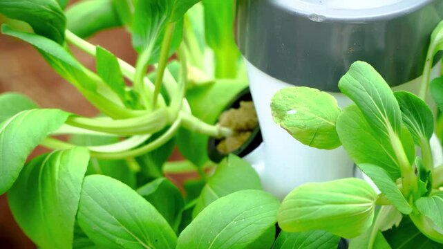 Fresh pak choy vegetables in hydroponic tower growing media