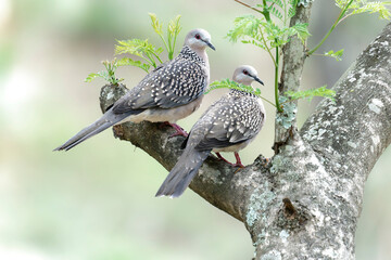 pigeon on the branch