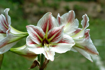 amaryllis