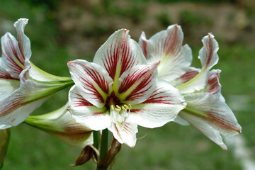 amaryllis