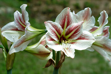amaryllis