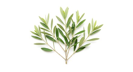 Fototapeta premium Olive Branch Embrace AI Generated