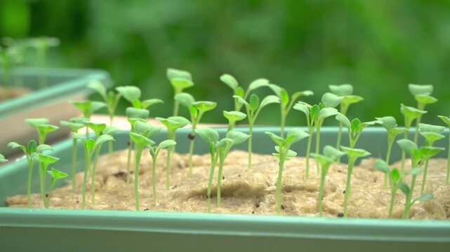 Hydroponic vegetable seeds before transplanting