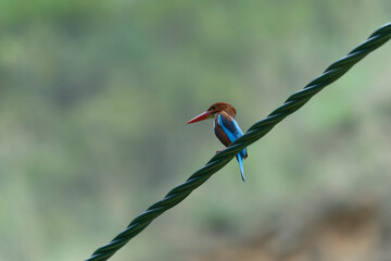 White throated kingfisher on the line