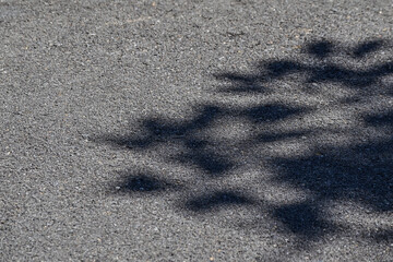 Dark shadow of the tree on asphalt road texture, shade of trees on the road. Shadow of trees on road for background. Shadow of leaves on asphalt road. Black and white. Copy space.