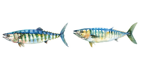 mackerel watercolor vector illustration