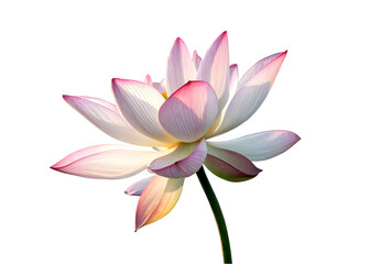 beautiful lotus flower isolated on transparent background Generative Ai.
