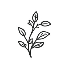 Minimalist Plant Branch with Leaves Outline on Transparent Background