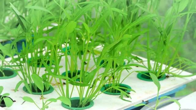 Sowing kale vegetables in a hydroponic tub planting area