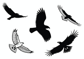 Flying Birds Illustrations