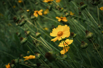 yellow flowers on green grass