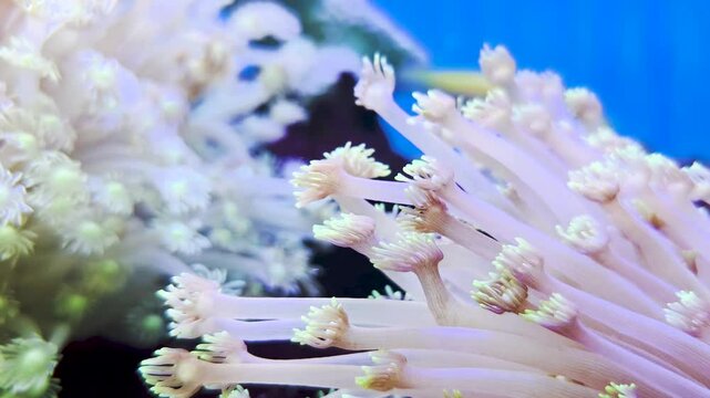 Goniopora, commonly referred to as flowerpot coral or daisy coral