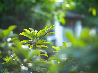 Fresh green leaves bask in soft morning sunlight, with a blurred background of a garden and building, creating a peaceful and serene natural scene.
