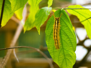 Close-up of a yellow hairy caterpillar resting on a vibrant green leaf, surrounded by lush foliage in a natural outdoor setting with soft, diffused light.