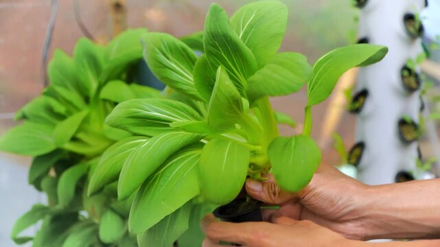 A farmer is harvesting fresh pak choy vegetables in a hydroponic tower.