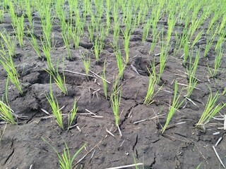 Young rice plants that are green in Indonesian rice fields.
They grow in watery and muddy environments, often found in rice paddies