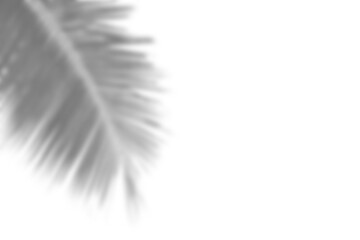 Branch and leaf shadow overlay creates soft natural effect with gentle gradients and organic shapes for creative backgrounds. Mockup for spring summer product display design elements PNG