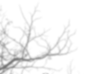 Branch and leaf shadow overlay creates soft abstract pattern on transparency background for natural design and creative projects. Mockup for spring summer product display design elements PNG