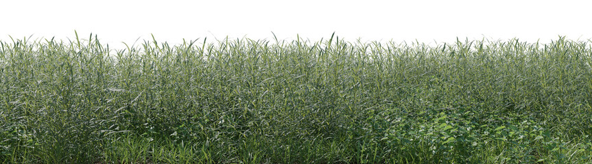 Grass field and weed in nature, Tropical forest with isolated on transparent background - PNG file, 3D rendering illustration, Clip art, cut out and element