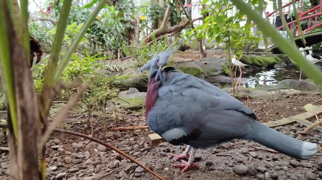 Victoria mabruk bird in the ground