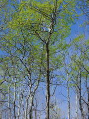 trees in the sky, tree branches against blue sky, spring, nature, season