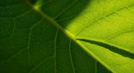 Obraz premium Horizontal green leaf texture – natural pattern and vibrant background.