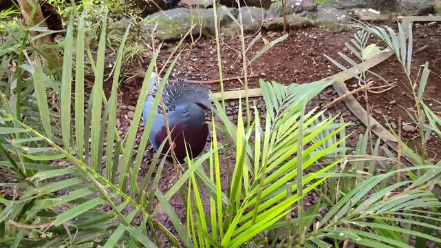 Victoria mabruk bird in the ground