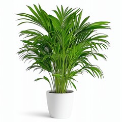 Lush Green Parlor Palm in White Pot Against Bright White Background