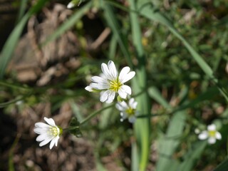 Wild mouse-ear chickweed blossoms in a spring meadow, Boulder, Colorado