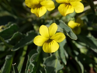 Wild yellow prairie violet blossoms in a spring meadow, Boulder, Colorado