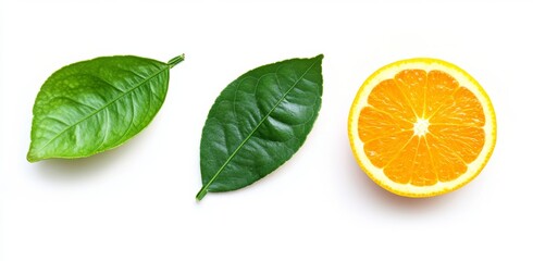 Fresh citrus leaves and fruit (1)