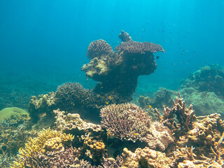 Coral reefs, Surin Islands National Park, Phang Nga Province, Thailand