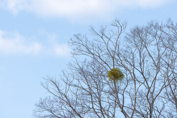 日本奈良県で見つけたヤドリギ