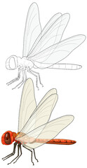 Detailed Dragonfly Vector Illustration with Outline
