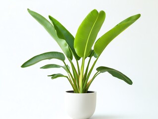 Large potted banana plant with wide green leaves against a white background minimalist presentation emphasizing the natural elegance of the plant