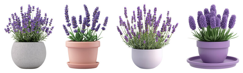 Fototapeta premium Beautiful Lavender Plants in Various Modern Pots and Containers