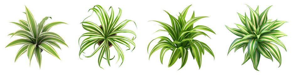 Fototapeta premium Lush Green Indoor Plants with Striped Leaves on a White Background
