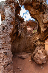 Old weather carved tree in Red Cliffs Conservation Area in Utah