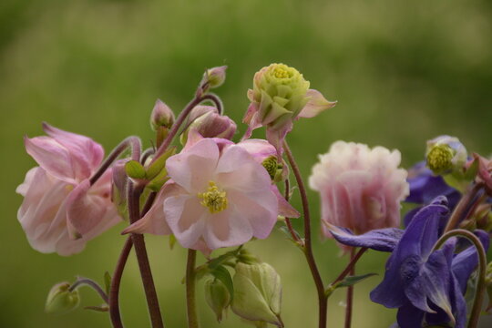 Pink and purple columbine flowers on a blurred green background