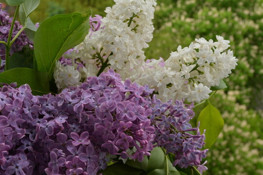 White and purple lilacs against a blurred background of blossoming chestnut trees - Powered by Adobe