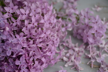 A purple branch of large lilac on a gray wooden table