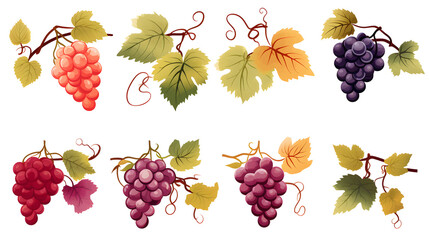 Elegant wine collection label with grape and leaves design for premium packaging
