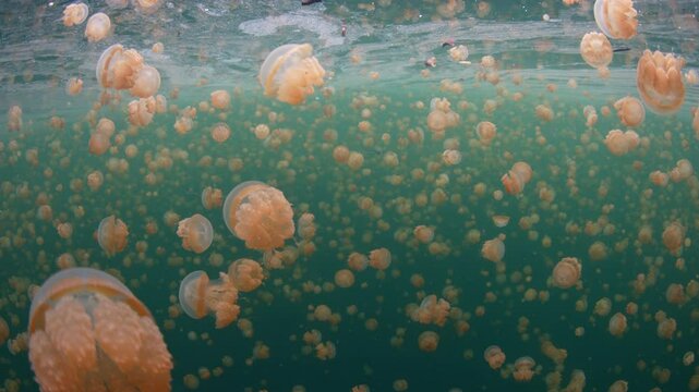 Golden jellyfish, Mastigias sp., fill a marine lake in Misool, Raja Ampat. These jellyfish, which barely sting, have recently evolved to the particular chemistry and light radiance in the lake.