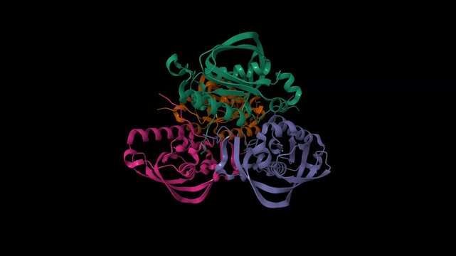 Structure of human mitochondrial peptide deformylase, a novel cancer target. Animated 3D cartoon and molecular surface models, chain id color scheme, pdb 3g5b, black background